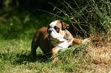 BULLDOG ANGLAIS 228